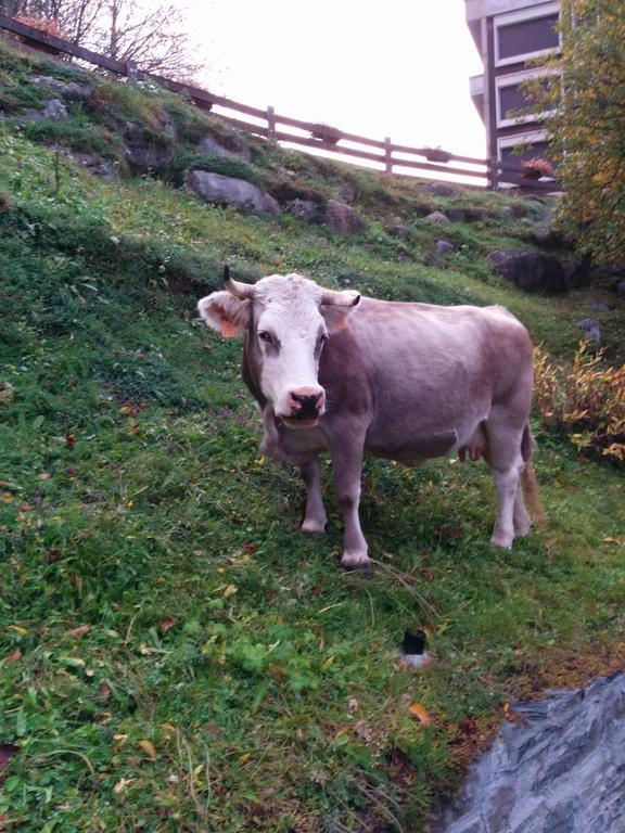 Apartamentos Multibaqueira Baqueira Beret Dış mekan fotoğraf